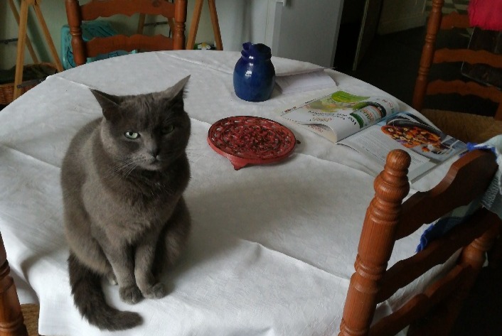 Vermisstmeldung Katze rassenmischung Weiblich , 7 jahre Vathiménil Frankreich