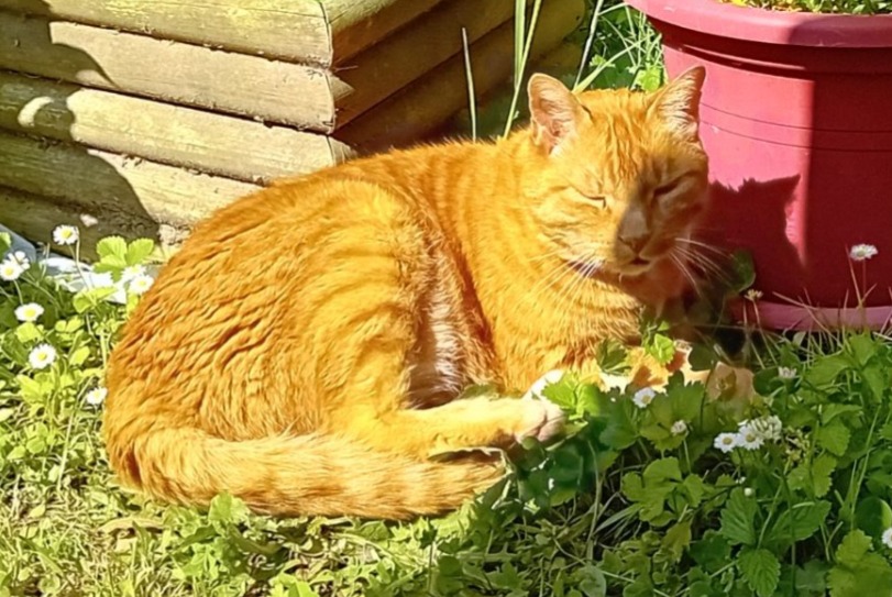 Vermisstmeldung Katze Männliche , 12 jahre Anglet Frankreich