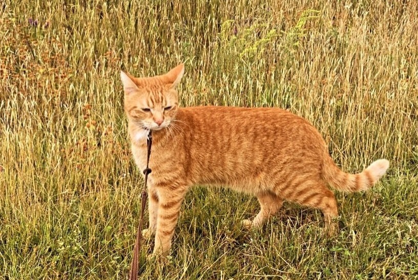 Vermisstmeldung Katze Männliche , 3 jahre Billère Frankreich