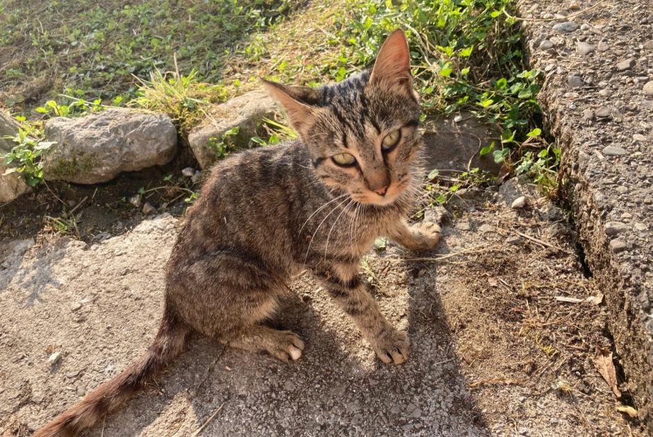 Discovery alert Cat Male Arudy France