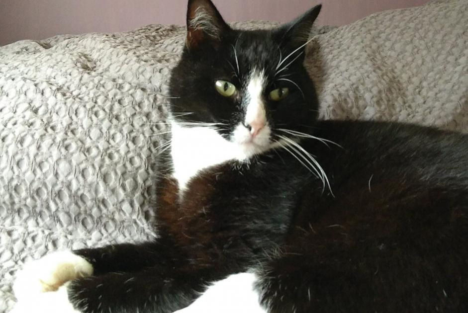 Alerte Disparition Chat  Mâle , 9 ans Valherbasse France