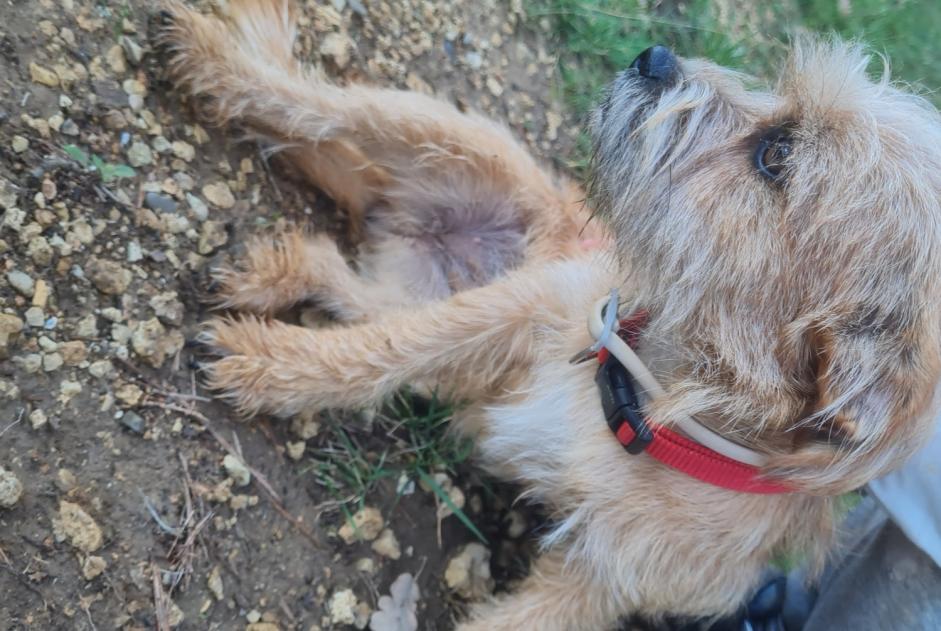 Alerte Découverte Chien croisement Inconnu Artignosc-sur-Verdon France