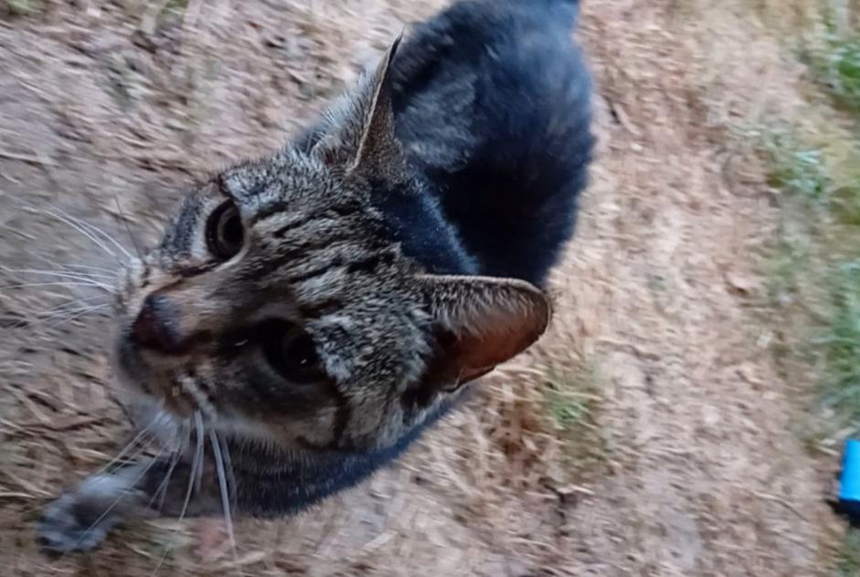 Ontdekkingsalarm Kat  Vrouwtje Châtillon-en-Bazois Frankrijk