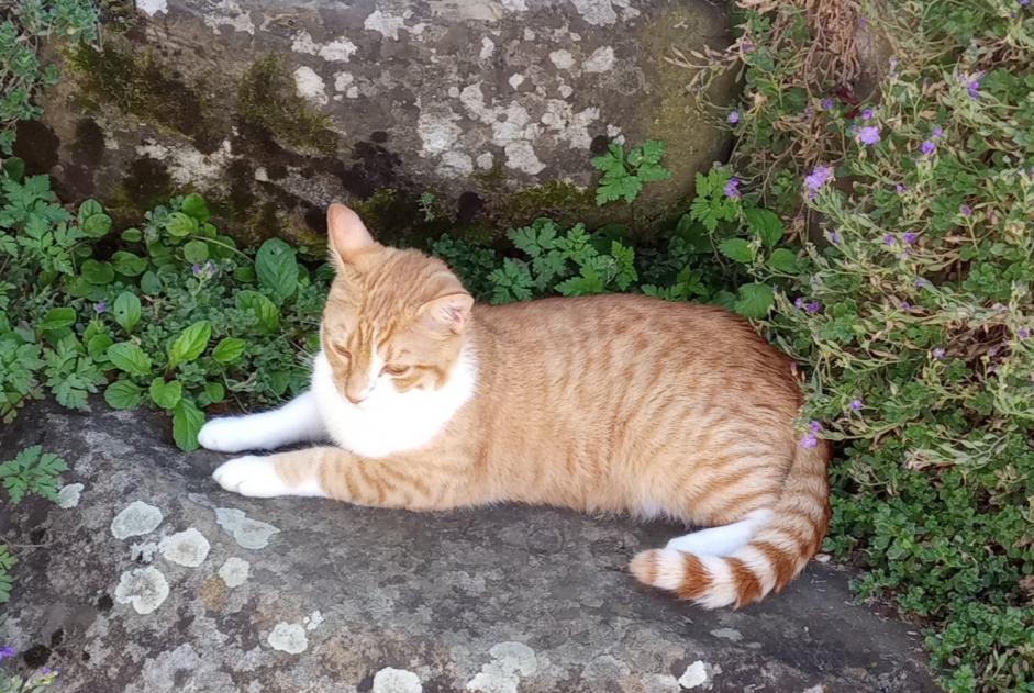 Verdwijningsalarm Kat  Mannetje , 1 jaar Francheville Frankrijk